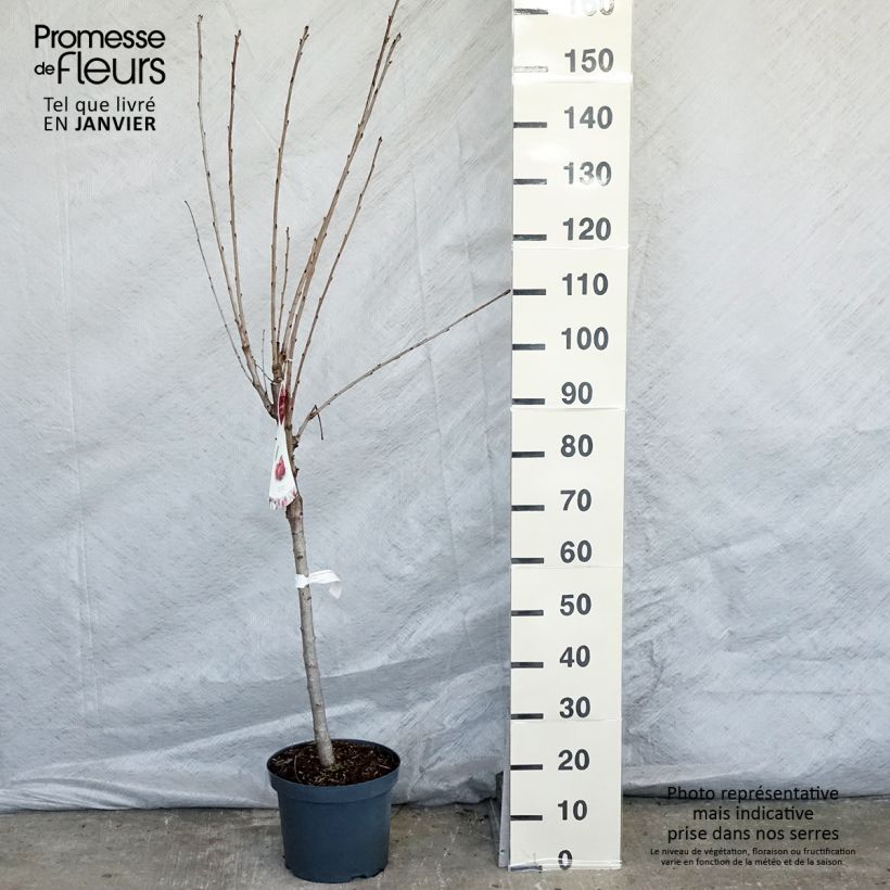 Exemplar von Süßkirsche Schneiders Späte Knorpelkirsche - Prunus avium Topf mit 7,5L/10L, Gobelet-Form wie im Winter geliefert