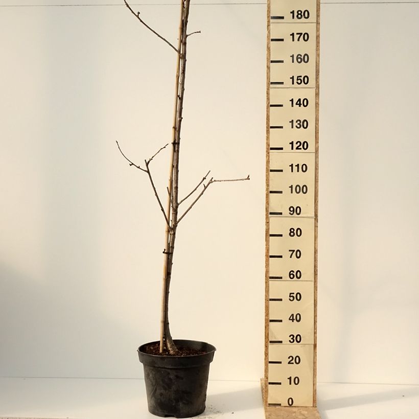 Exemplar von Süßkirsche Staccato - Prunus avium Topf mit 20L/25L, Halbstamm wie im Winter geliefert