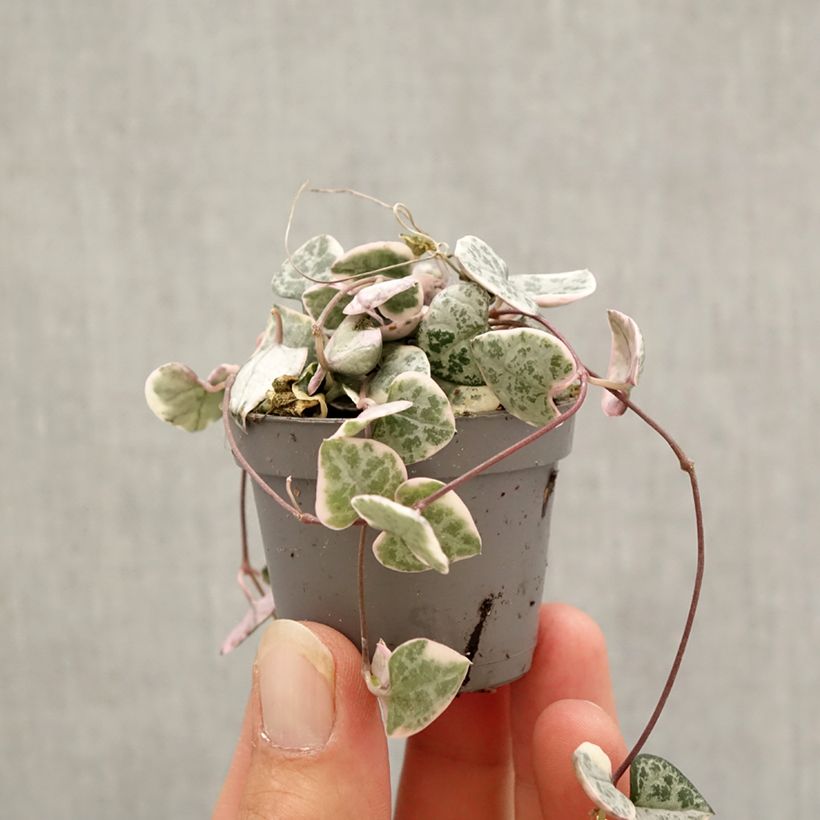 Exemplar von Ceropegia woodii Variegata - Leuchterblume Mini-plante wie im Herbst geliefert
