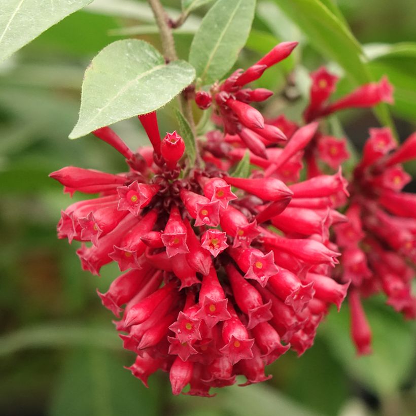 Cestrum elegans Rubrum - Hammerstrauch (Blüte)