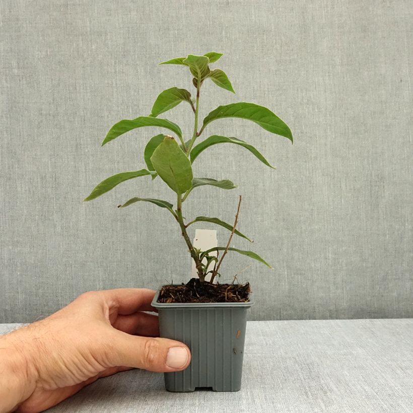 Exemplar von Cestrum fasciculatum Newellii - Roter Hammerstrauch Kleine Töpfe von 8/9 cm wie im Sommer geliefert