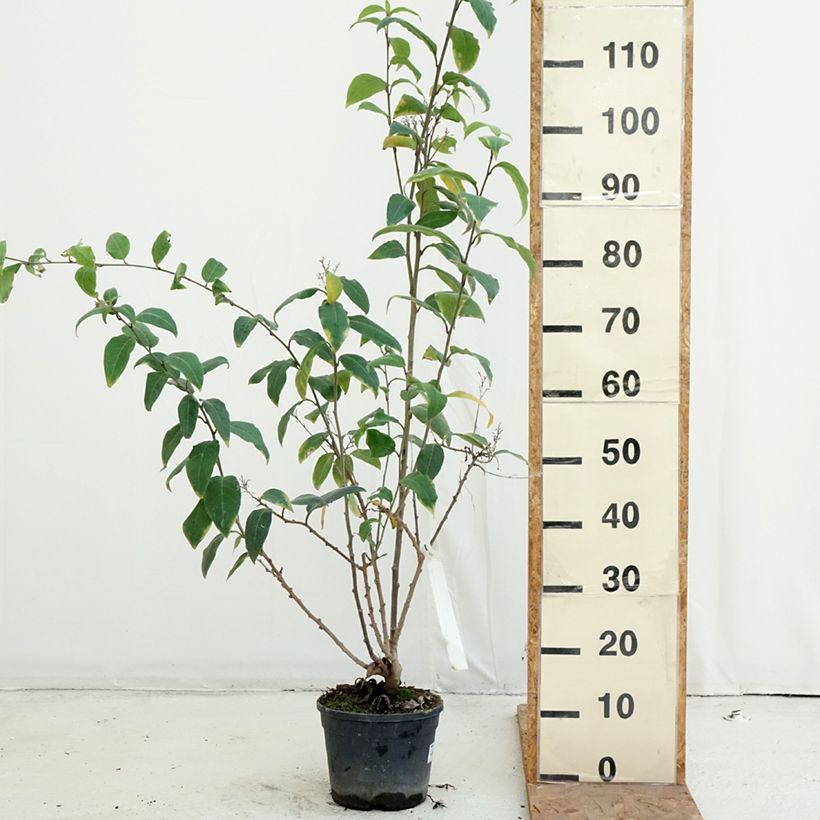Exemplar von Cestrum fasciculatum Newellii - Roter Hammerstrauch Topf mit 3L/4L wie im Herbst geliefert