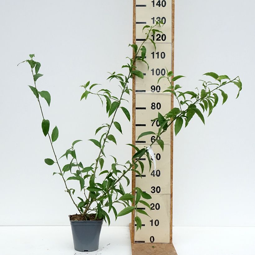 Exemplar von Cestrum nocturnum - Hammerstrauch Topf mit 3L/4L wie im Herbst geliefert