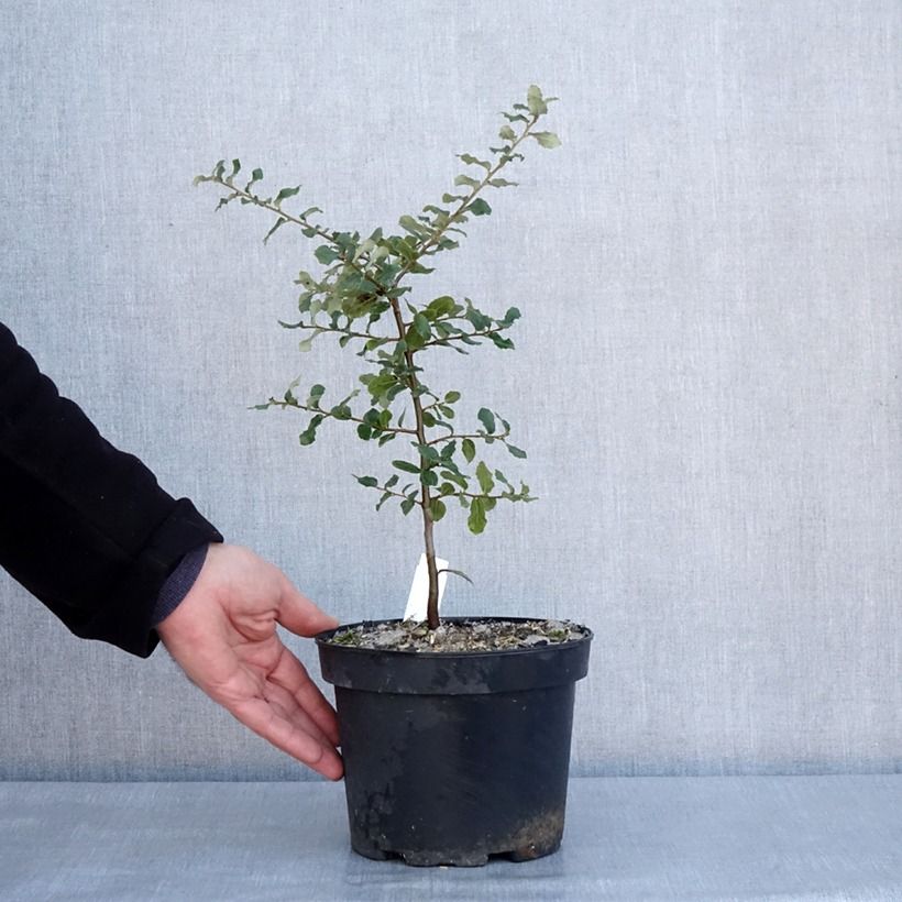 Exemplar von Quercus suber - Kork-Eiche Topf mit 3L/4L wie im Winter geliefert