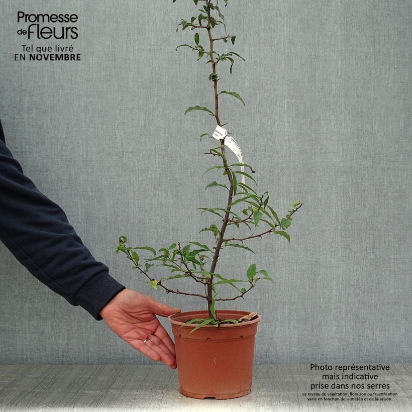 Exemplar von Chaenomeles cathayensis - Großfrüchtige Zierquitte Topf mit 3L/4L wie im Herbst geliefert