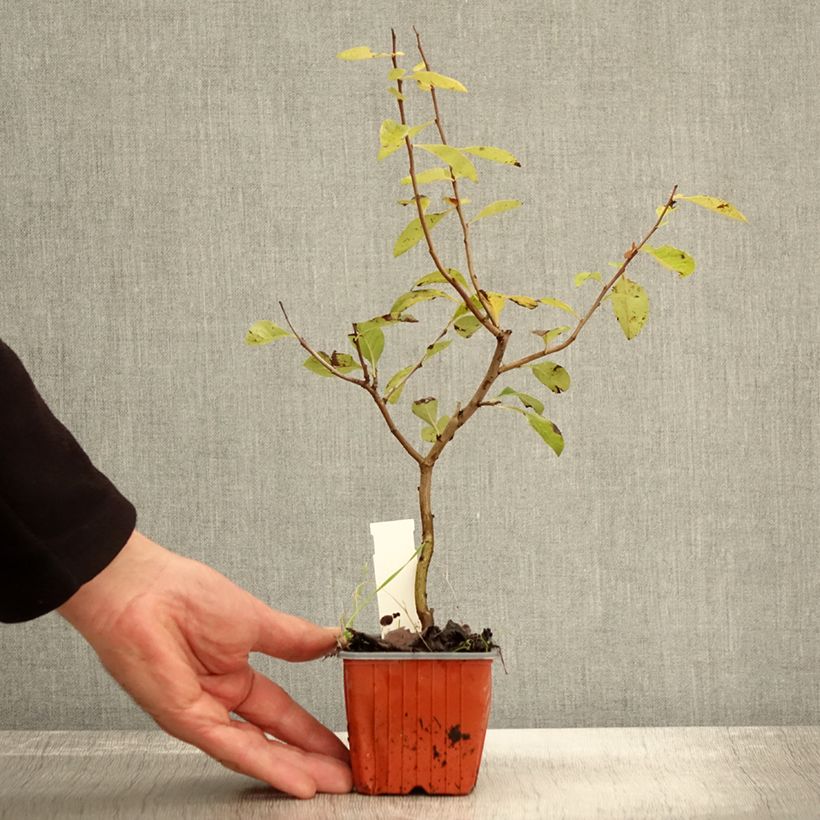 Exemplar von Zierquitte Nicoline - Chaenomeles superba Kleine Töpfe von 8/9 cm wie im Herbst geliefert