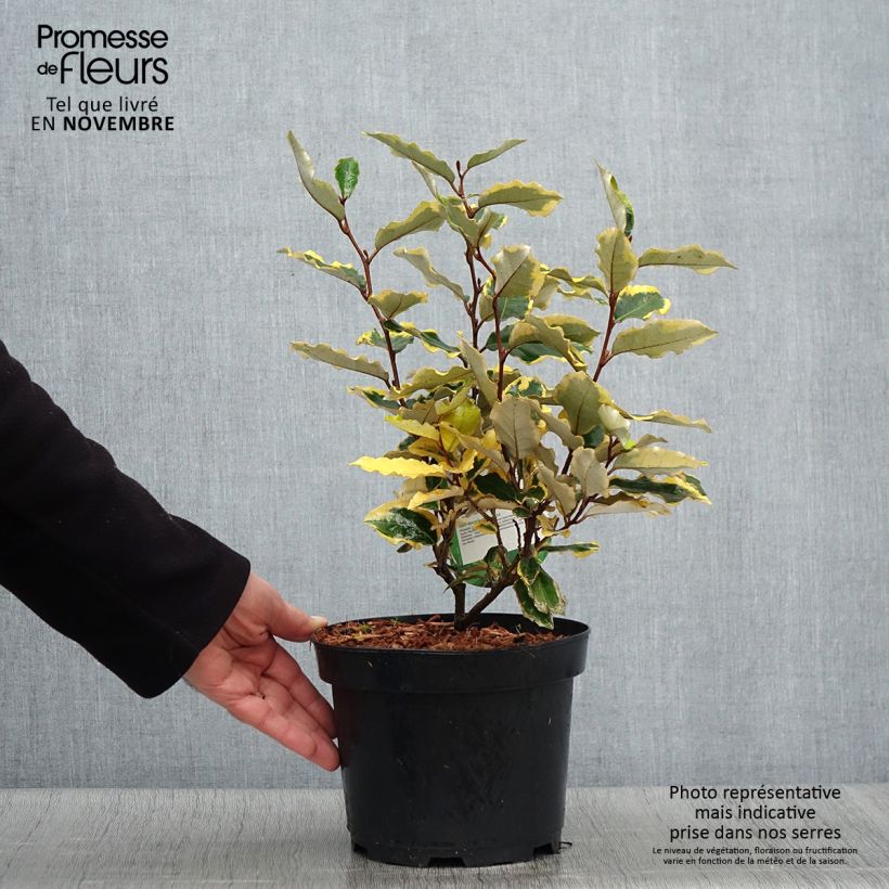 Exemplar von Wintergrüne Ölweide Viveleg - Elaeagnus ebbingei Topf mit 3L/4L wie im Herbst geliefert