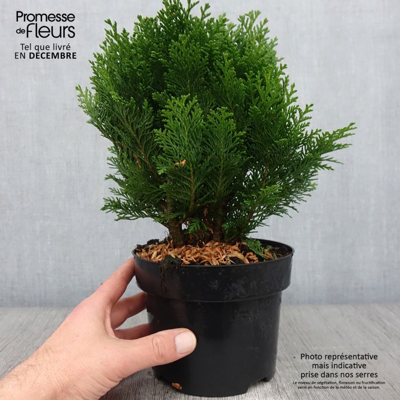 Exemplar von Chamaecyparis lawsoniana Minima Glauca Topf mit 2L/3L wie im Herbst geliefert