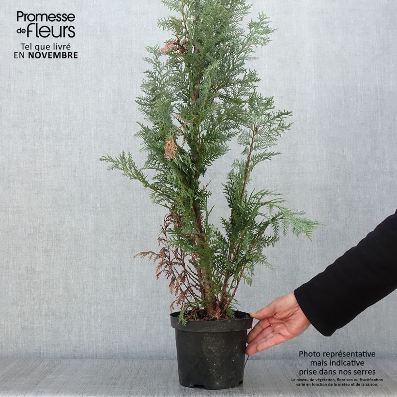 Exemplar von Chamaecyparis lawsoniana Alumii Topf mit 3L/4L wie im Herbst geliefert