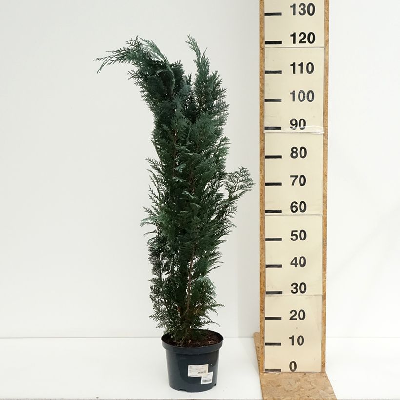 Exemplar von Chamaecyparis lawsoniana Columnaris Topf mit 4L/5L wie im Sommer geliefert
