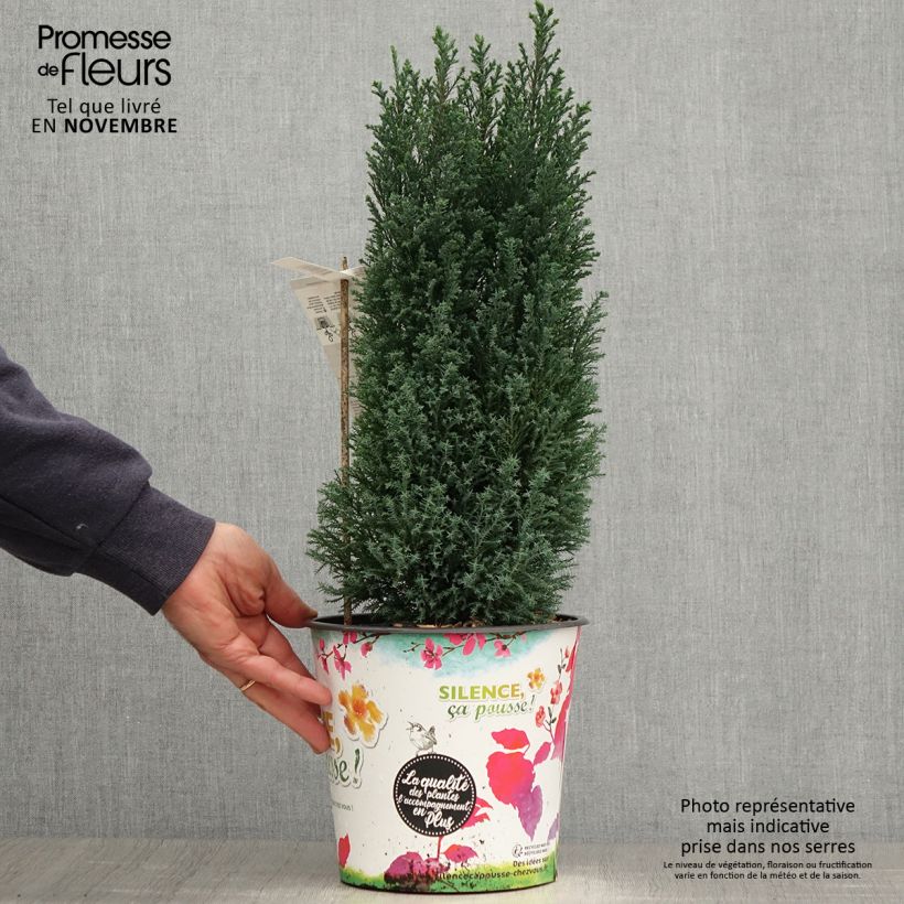 Exemplar von Chamaecyparis lawsoniana Elwoodii Topf mit 4L/5L wie im Herbst geliefert