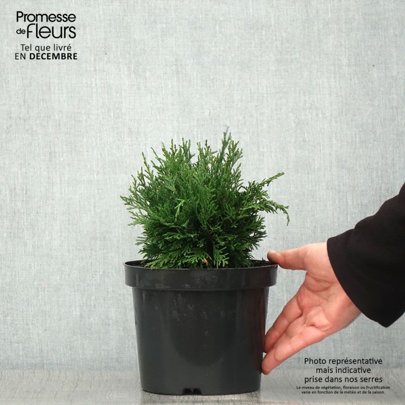 Exemplar von Chamaecyparis lawsoniana Green Globe Topf mit 2L/3L wie im Herbst geliefert