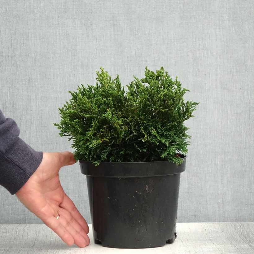 Exemplar von Chamaecyparis lawsoniana Green Globe Topf mit 2L/3L wie im Sommer geliefert