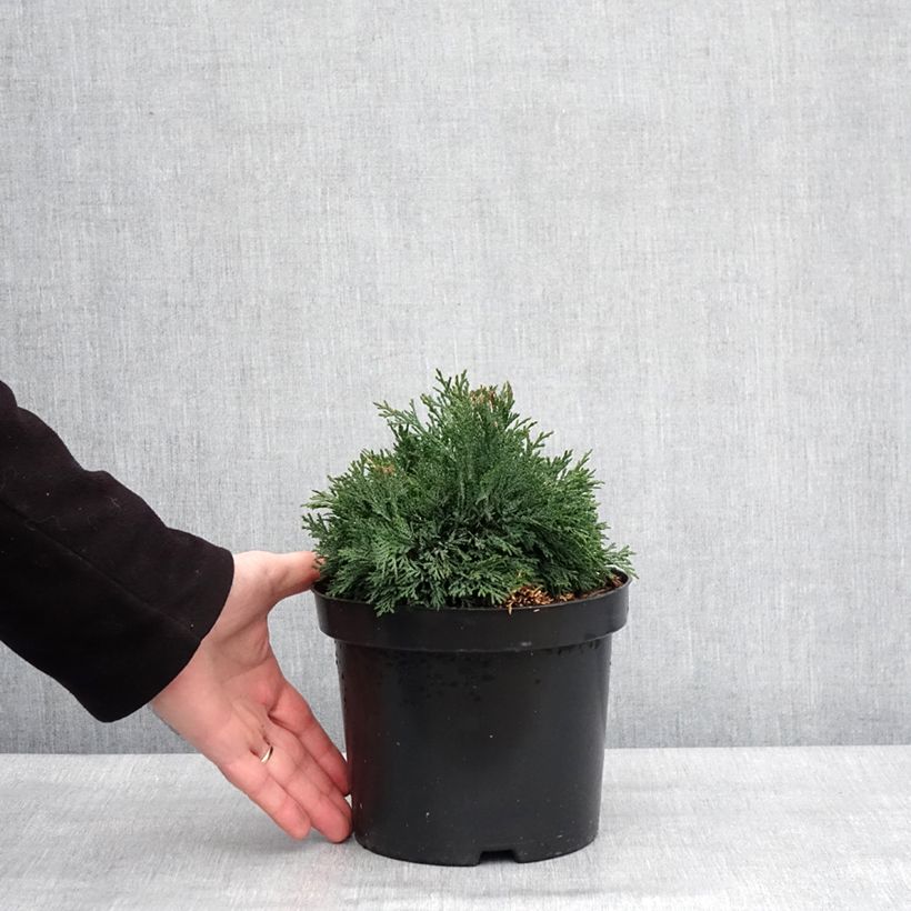Exemplar von Chamaecyparis lawsoniana Green Globe Topf mit 2L/3L wie im Winter geliefert