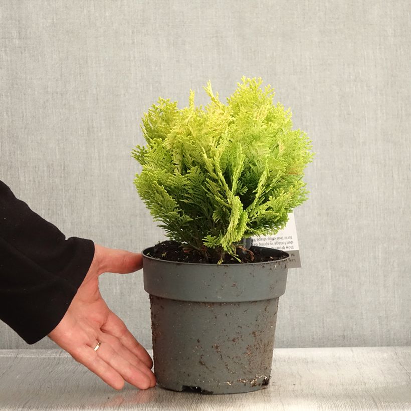 Exemplar von Chamaecyparis lawsoniana Minima Aurea Topf mit 2L/3L wie im Herbst geliefert