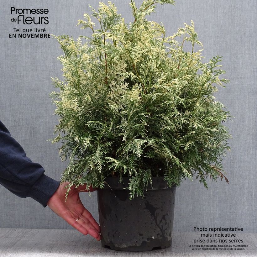 Exemplar von Chamaecyparis lawsoniana Pearly Swirls Topf mit 7,5L/10L wie im Herbst geliefert