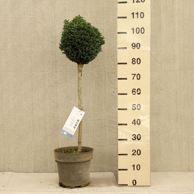 Exemplar von Chamaecyparis lawsoniana Rimpelaar Topf mit 7,5L/10L wie im Herbst geliefert