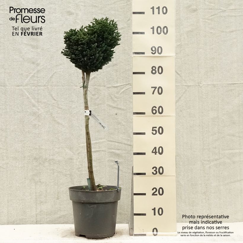 Exemplar von Chamaecyparis lawsoniana Rimpelaar Topf mit 7,5L/10L wie im Winter geliefert