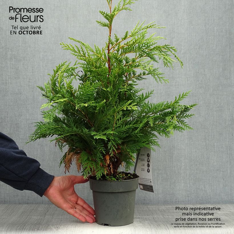 Exemplar von Chamaecyparis lawsoniana Sunkist Topf mit 2L/3L wie im Herbst geliefert