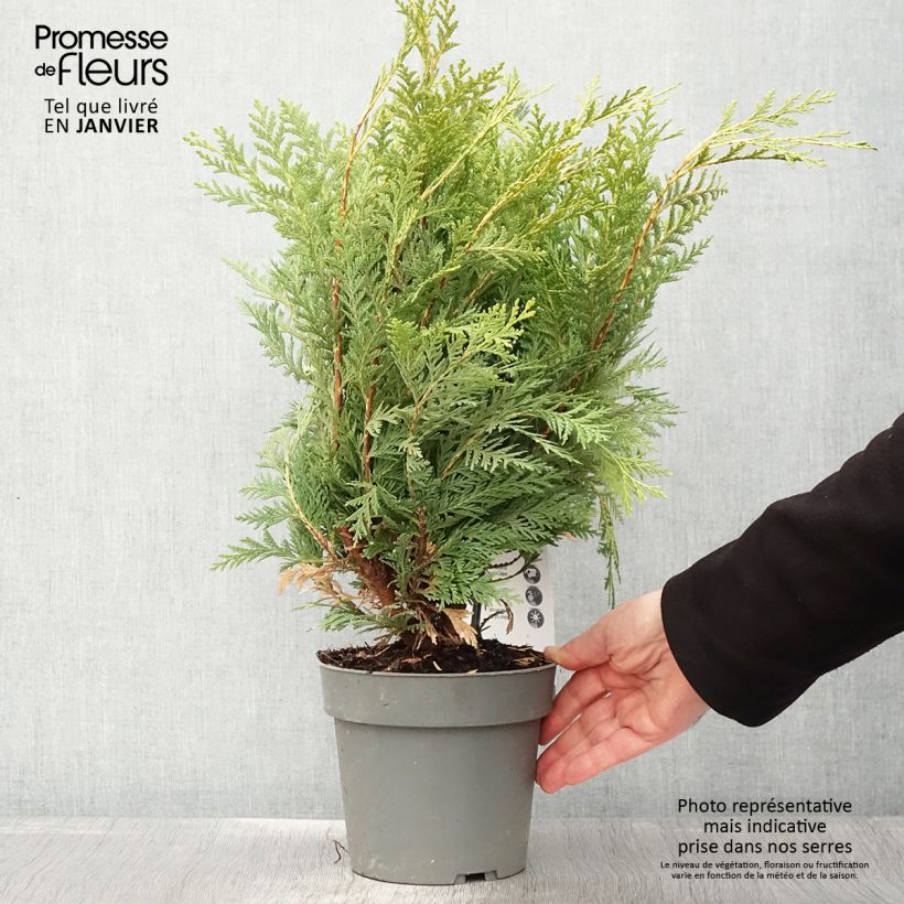Exemplar von Chamaecyparis lawsoniana Sunkist Topf mit 2L/3L wie im Winter geliefert