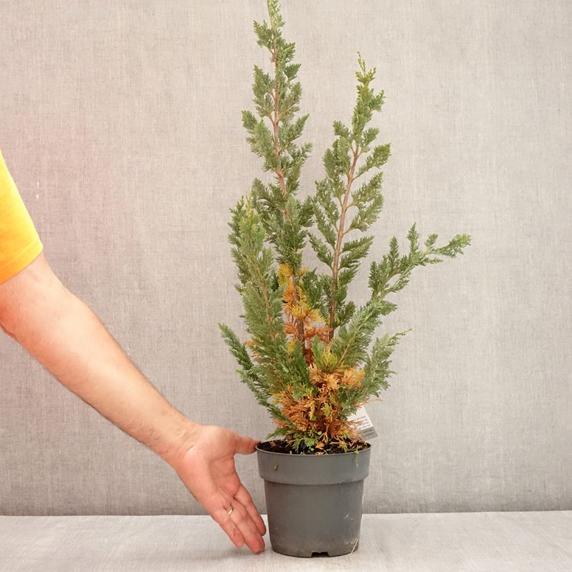 Exemplar von Chamaecyparis lawsoniana Wissel's Saguaro Topf mit 2L/3L wie im Sommer geliefert