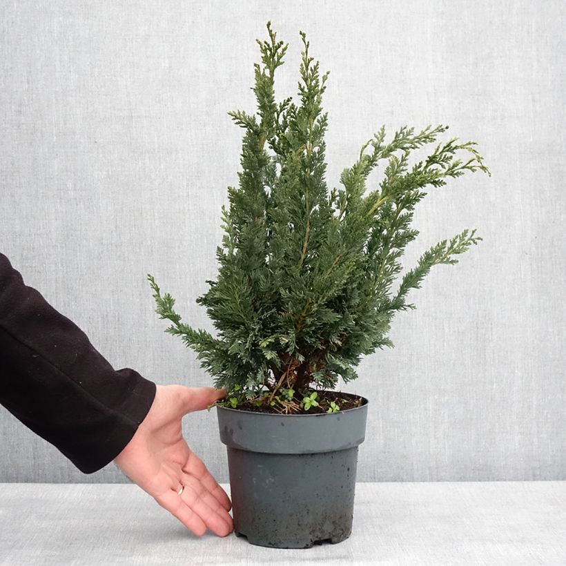 Exemplar von Chamaecyparis lawsoniana Wissel's Saguaro Topf mit 2L/3L wie im Winter geliefert