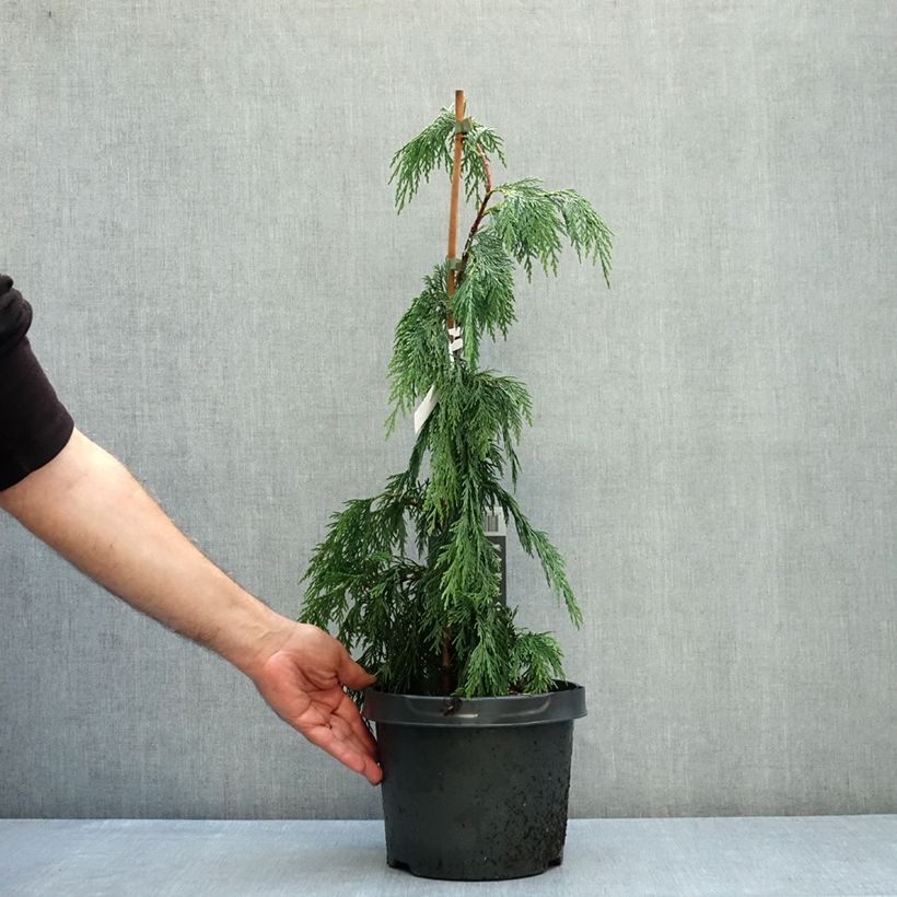 Exemplar von Chamaecyparis nootkatensis Pendula Topf mit 4L/5L wie im Herbst geliefert