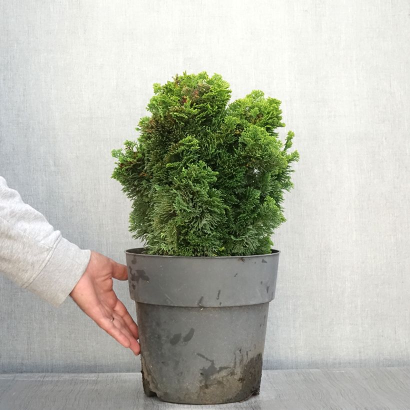 Exemplar von Chamaecyparis obtusa Aurea Topf mit 12L/15L wie im Herbst geliefert