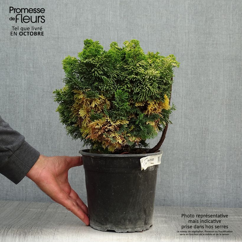 Exemplar von Chamaecyparis obtusa Aurora Topf mit 4L/5L wie im Herbst geliefert