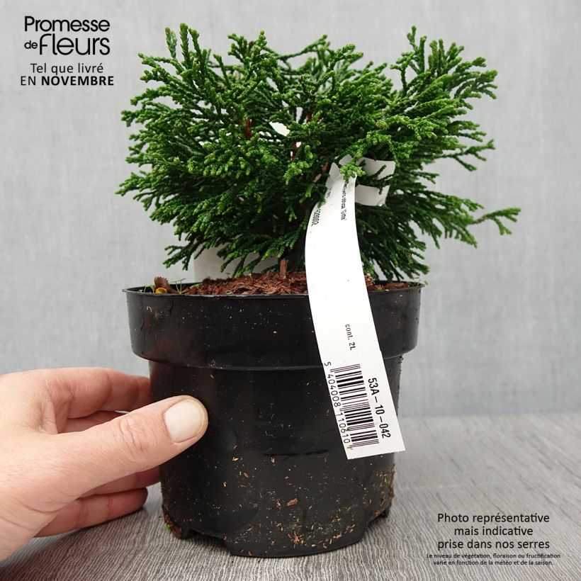 Exemplar von Chamaecyparis obtusa Gitte Topf mit 2L/3L wie im Herbst geliefert