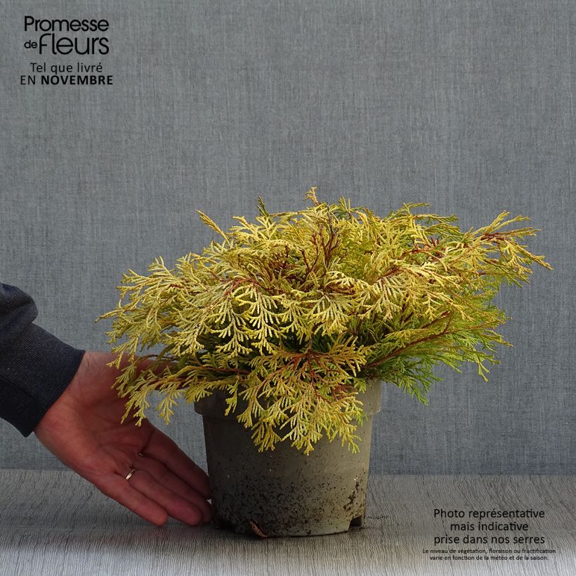 Exemplar von Chamaecyparis obtusa Kamarachiba Topf mit 2L/3L wie im Herbst geliefert