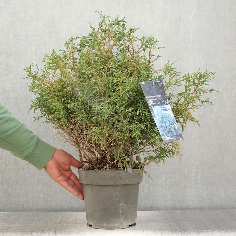 Exemplar von Chamaecyparis obtusa Lycopodioides Topf mit 4L/5L wie im Sommer geliefert