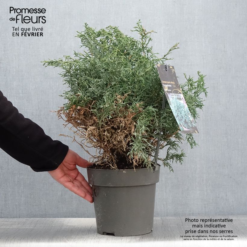 Exemplar von Chamaecyparis obtusa Lycopodioides Topf mit 4L/5L wie im Winter geliefert