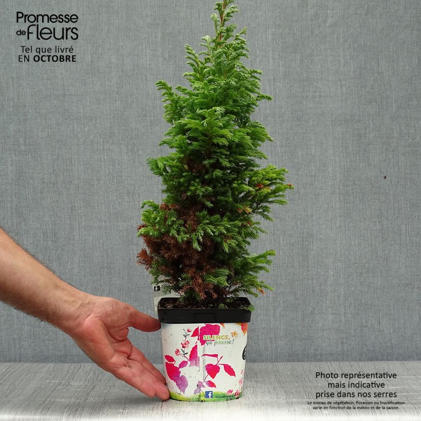 Exemplar von Chamaecyparis pisifera Boulevard Topf mit 2L/3L wie im Herbst geliefert