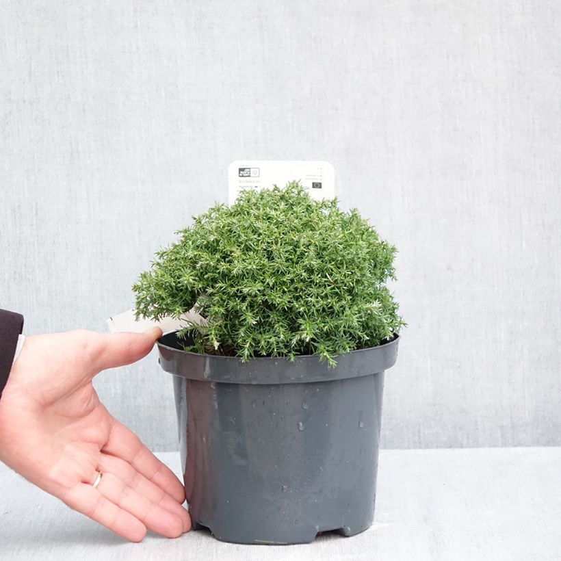 Exemplar von Chamaecyparis pisifera Cumulus - Sawara-Scheinzypresse Topf mit 2L/3L wie im Herbst geliefert