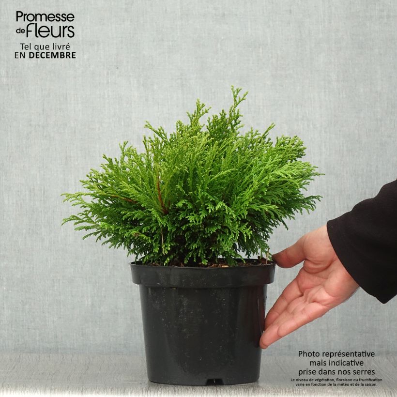 Exemplar von Chamaecyparis pisifera Filip's Happy Day Topf mit 2L/3L wie im Herbst geliefert