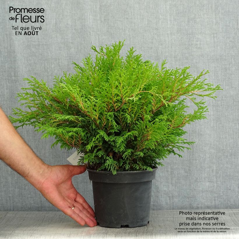 Exemplar von Chamaecyparis pisifera Filip's Happy Day Topf mit 2L/3L wie im Sommer geliefert