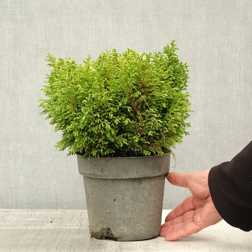 Exemplar von Chamaecyparis pisifera Plumosa Compressa Topf mit 2L/3L wie im Herbst geliefert