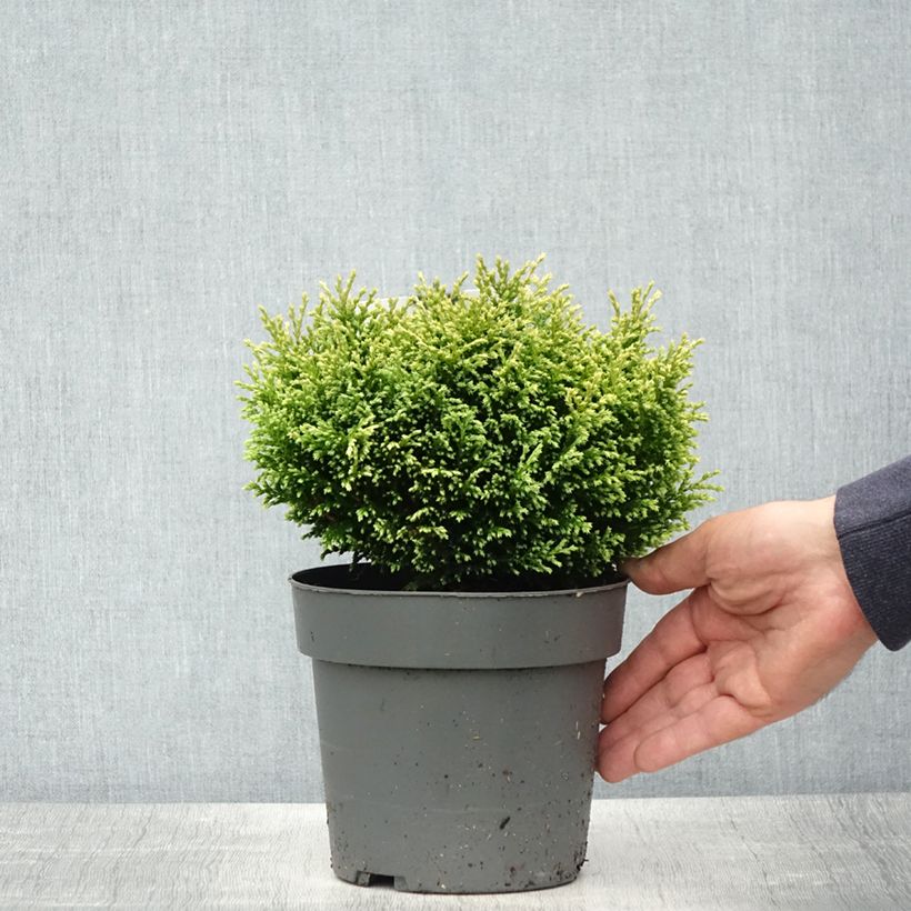 Exemplar von Chamaecyparis pisifera Plumosa Compressa Topf mit 2L/3L wie im Frühjahr geliefert