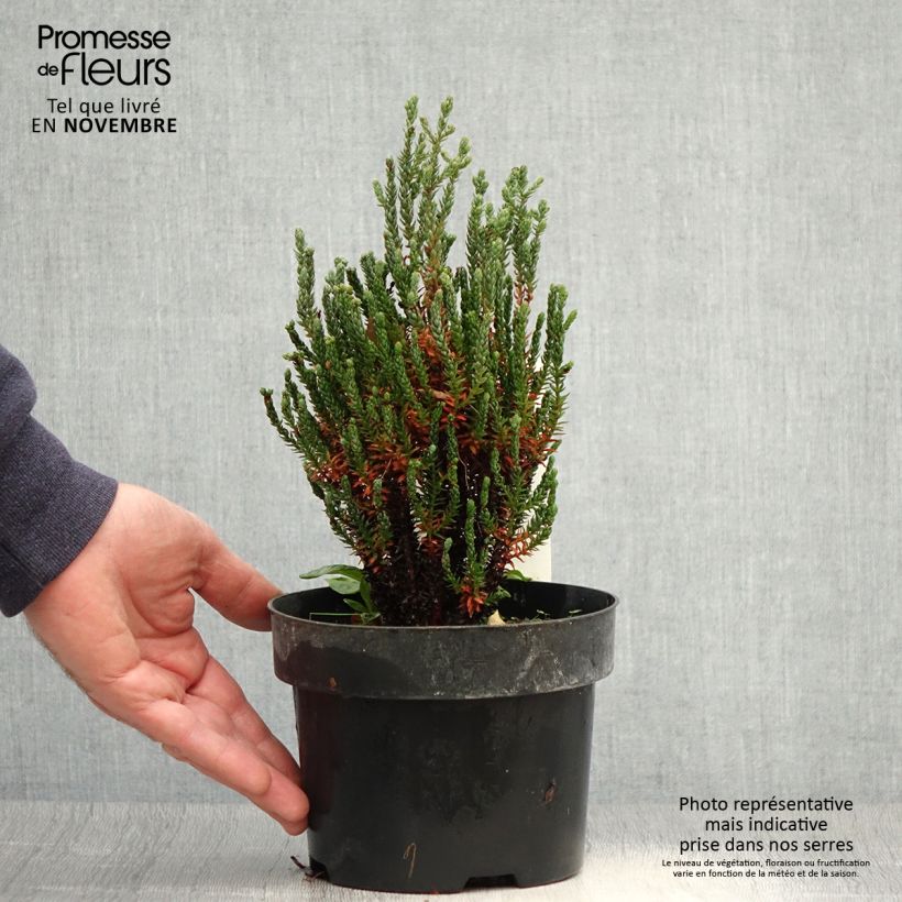 Exemplar von Chamaecyparis thyoides Blue Rock Topf mit 2L/3L wie im Herbst geliefert