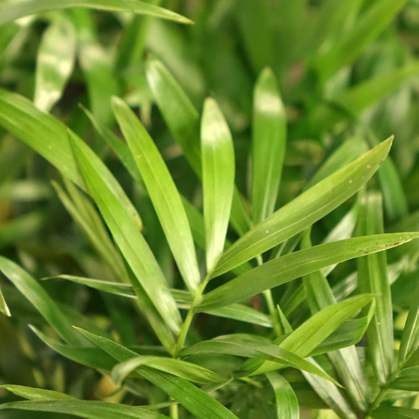 Chamaedorea elegans - Bergpalme (Laub)