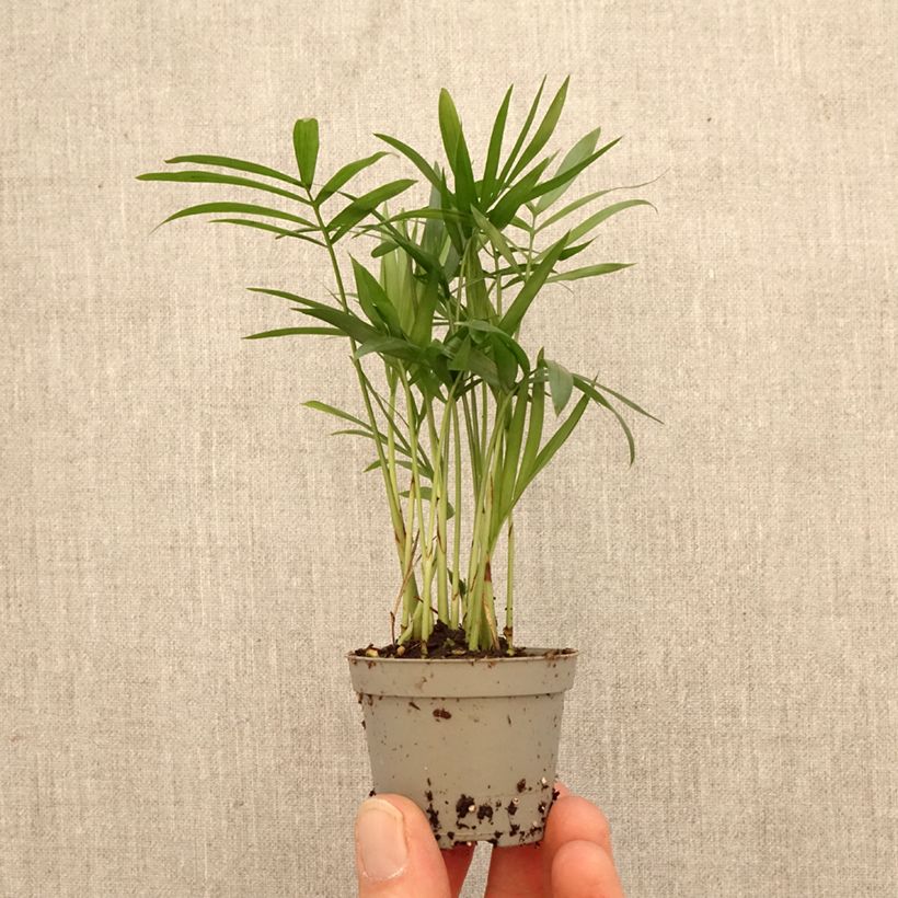 Exemplar von Chamaedorea elegans - Bergpalme Mini-Pflanze wie im Frühjahr geliefert