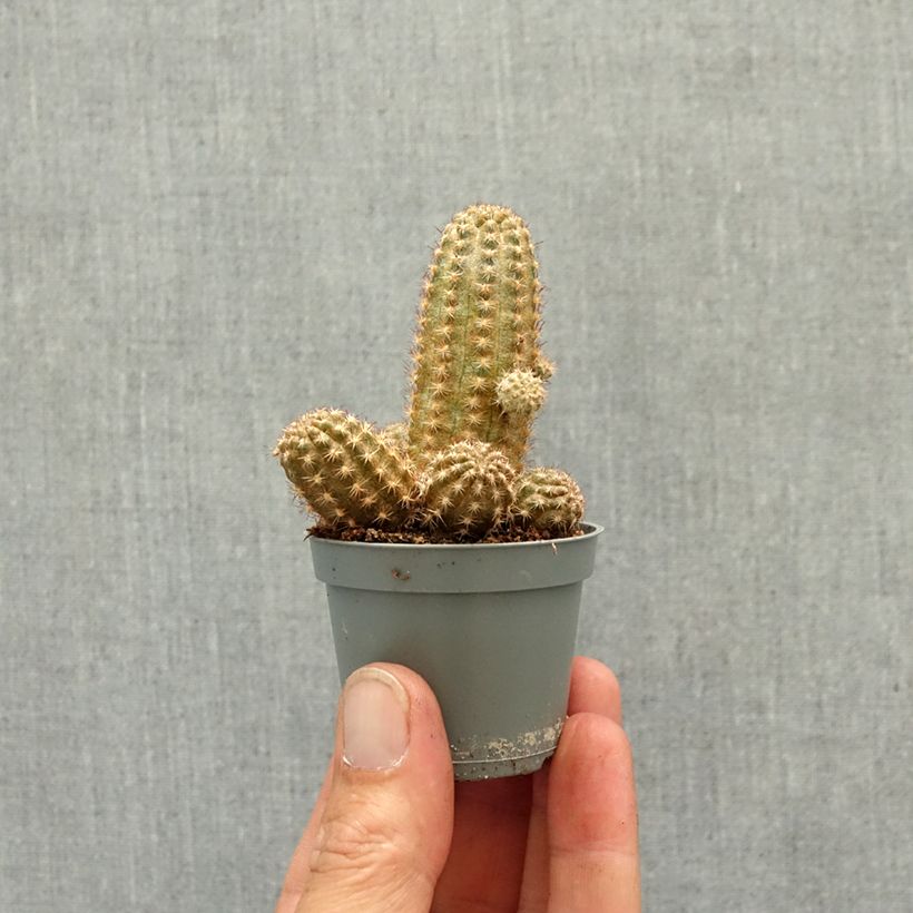 Exemplar von Kaktus - Chamaelobivia Paolinae Mini-Pflanze wie im Frühjahr geliefert