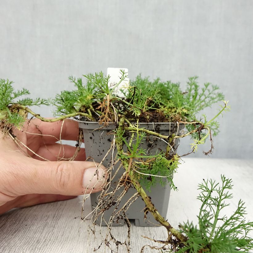 Exemplar von Chamaemelum nobile Flore Pleno - Römische Hundskamille Kleine Töpfe von 8/9 cm wie im Herbst geliefert