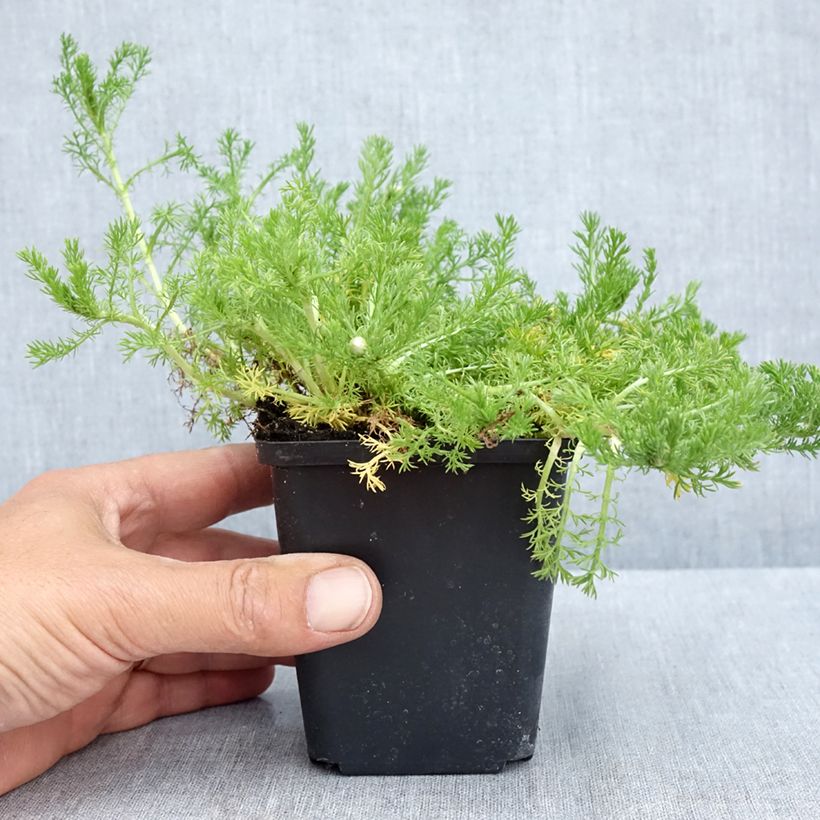 Exemplar von Chamaemelum nobile Flore Pleno - Römische Hundskamille Kleine Töpfe von 8/9 cm wie im Frühjahr geliefert