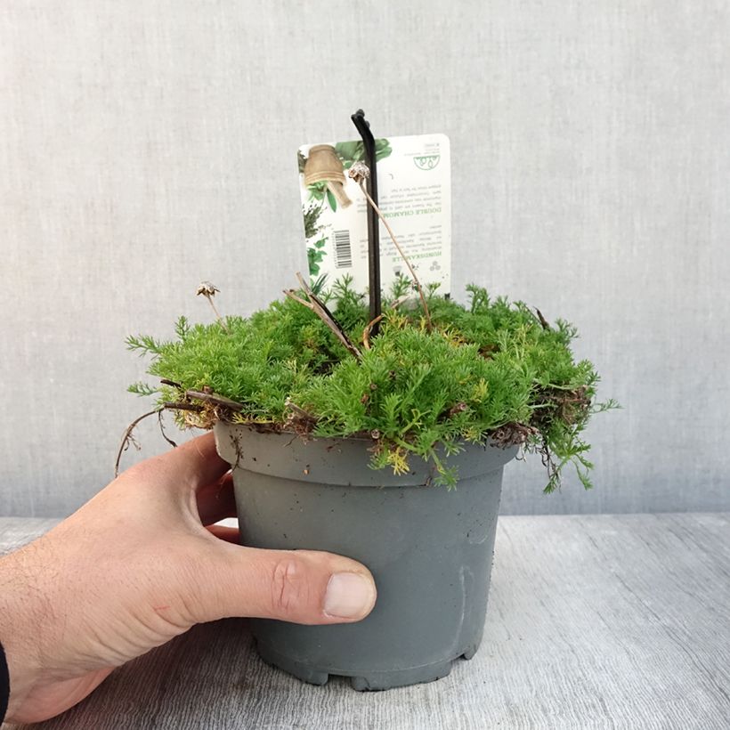 Exemplar von Chamaemelum nobile Flore Pleno - Römische Hundskamille Topf mit 1,5L/2L wie im Herbst geliefert