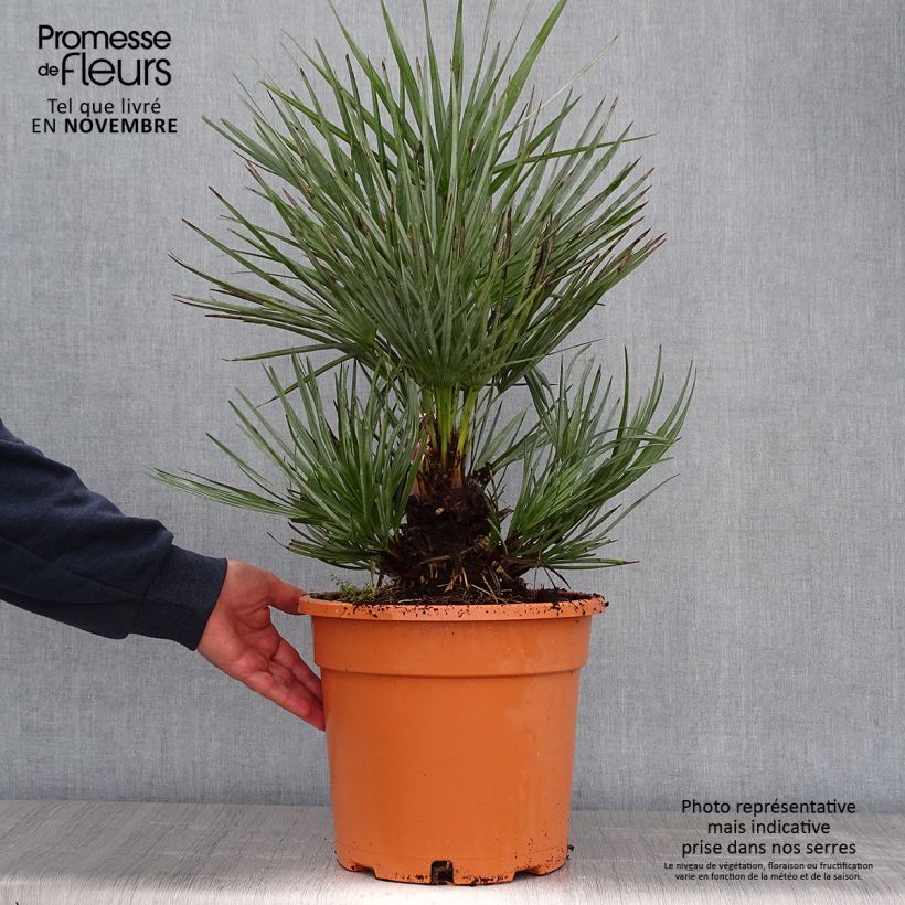 Exemplar von Chamaerops humilis var. cerifera - Zwergpalme Topf mit 7,5L/10L wie im Herbst geliefert