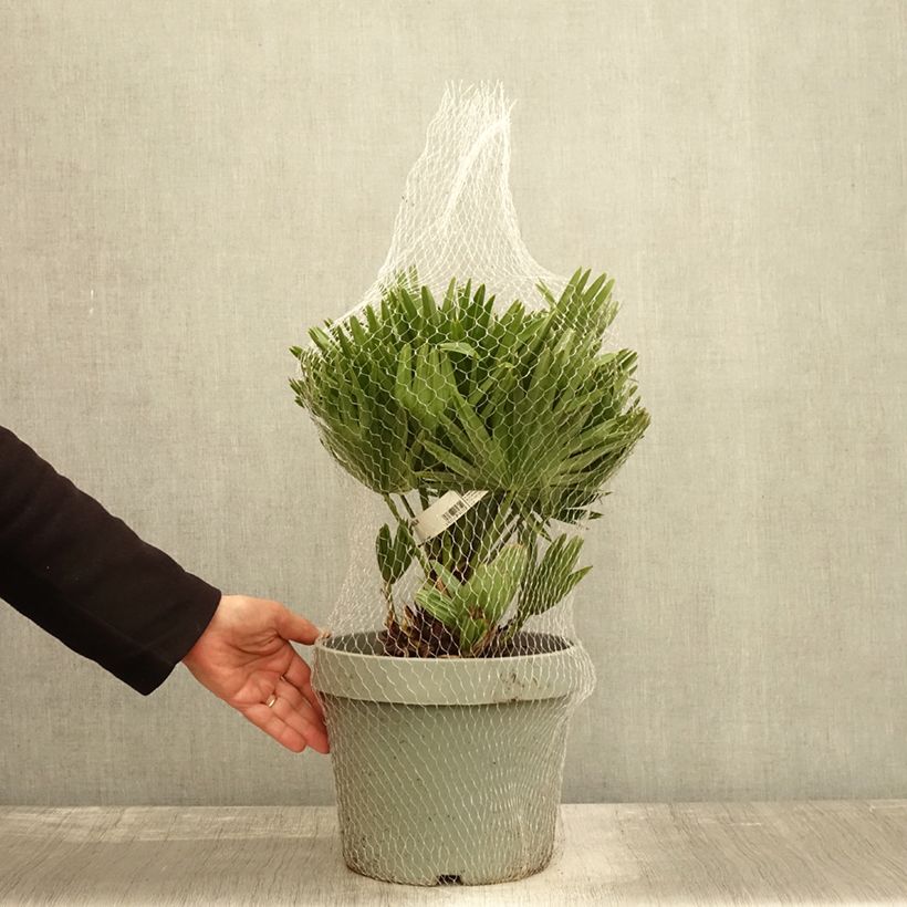 Exemplar von Chamaerops humilis Vulcano - Zwergpalme Topf mit 4L/5L wie im Herbst geliefert