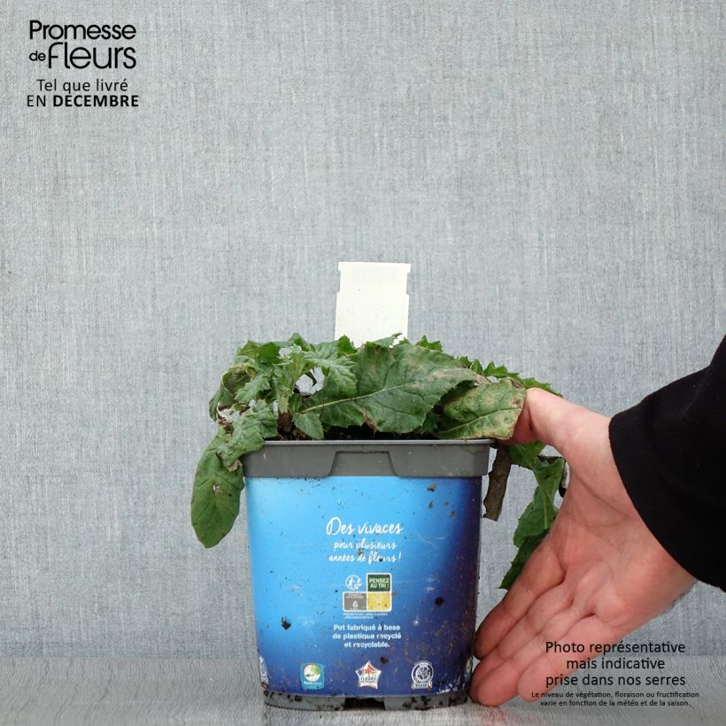 Exemplar von Blaue Kugeldistel - Echinops ritro Topf mit 2L/3L wie im Herbst geliefert