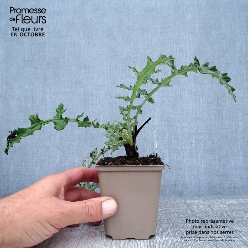 Exemplar von Große Kugeldistel Arctic Glow - Echinops sphaerocephalum Kleine Töpfe von 8/9 cm wie im Herbst geliefert